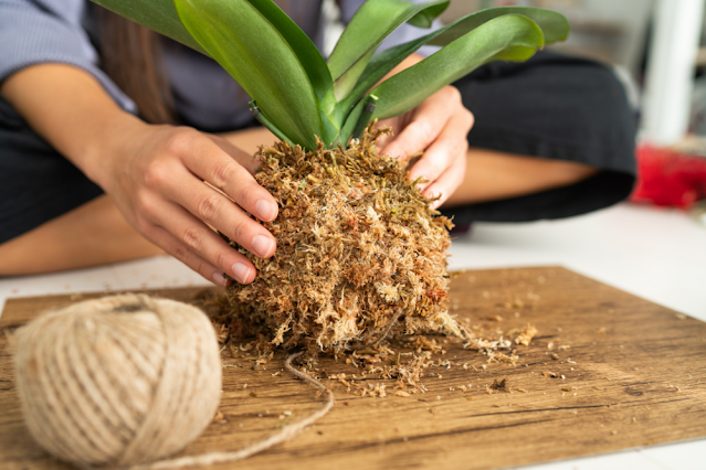 Kokedama