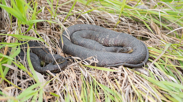 northern watersnake ohio