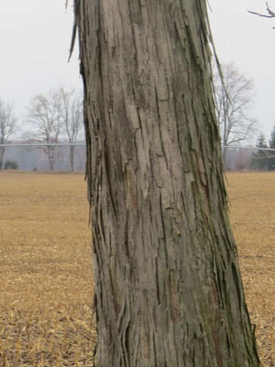 shagbark hickory