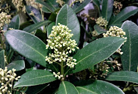 Skimmia japonica med knopper