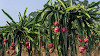 Rules for Cultivating Dragon Fruit.