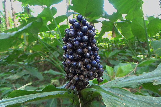 Dlium Tentrem (Pollia thyrsiflora)