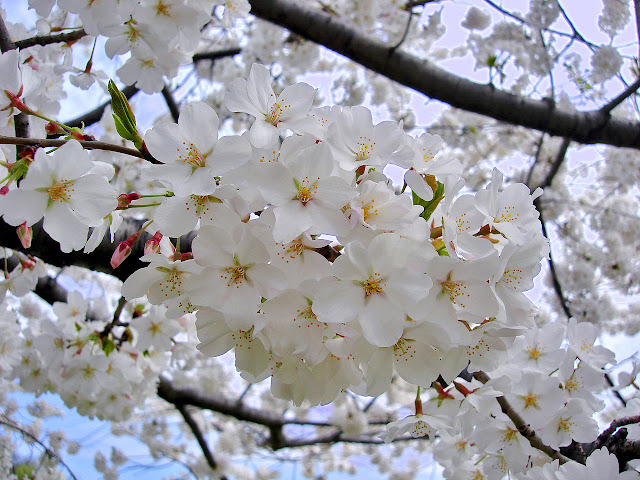 Вишня эдоская (Prunus x yedoensis, =Cerasus x yedoensis)