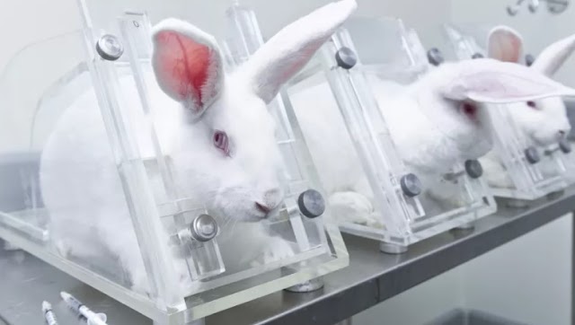      Senado aprova proibição de uso de animais em testes para cosméticos