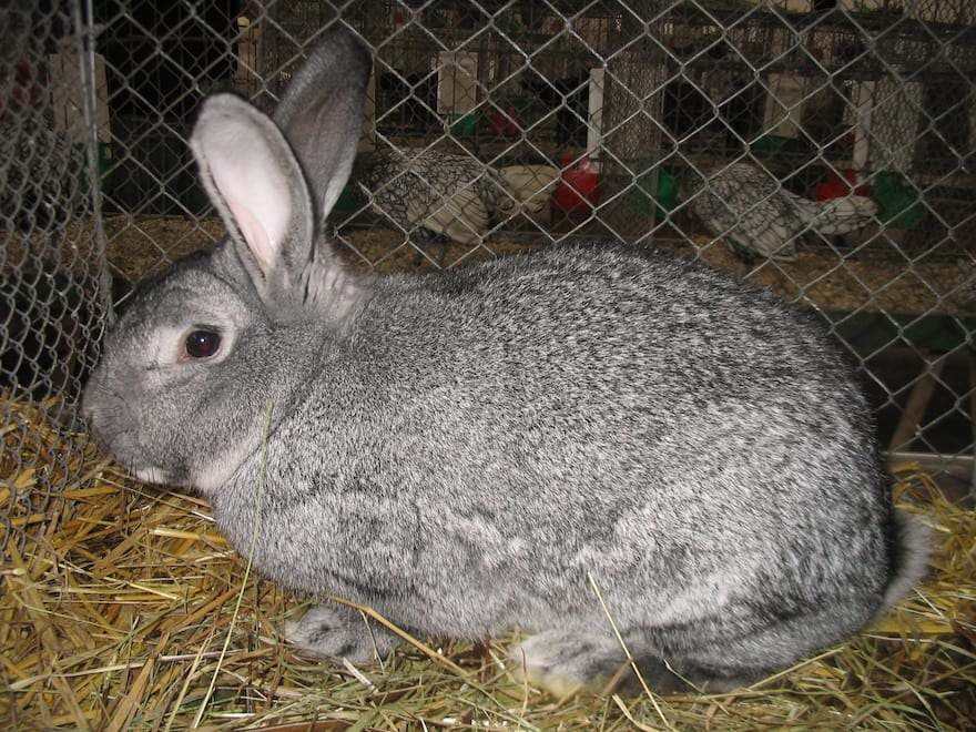 Thỏ Chinchilla