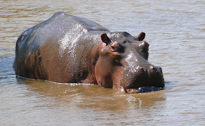 Biblical Dream Meaning of Hippopotamus