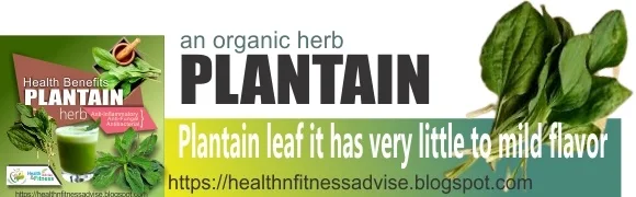 Health-info-on-Plantain--healthnfitnessadvise-com