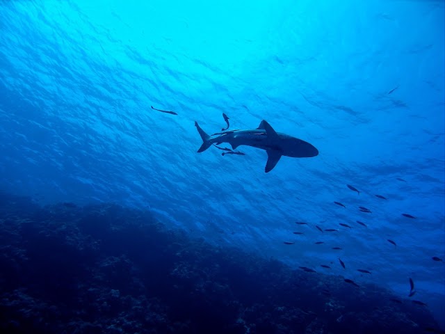 Most dangerous fish types