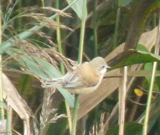 Juvenile Penduline Tit