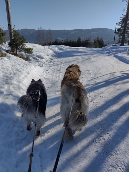 leonberger finsk lapphund