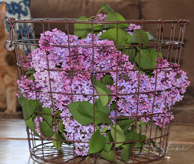 the-joy-of-lilacs-love-my-simple-home