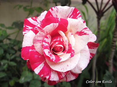 White and fuchsia rose
