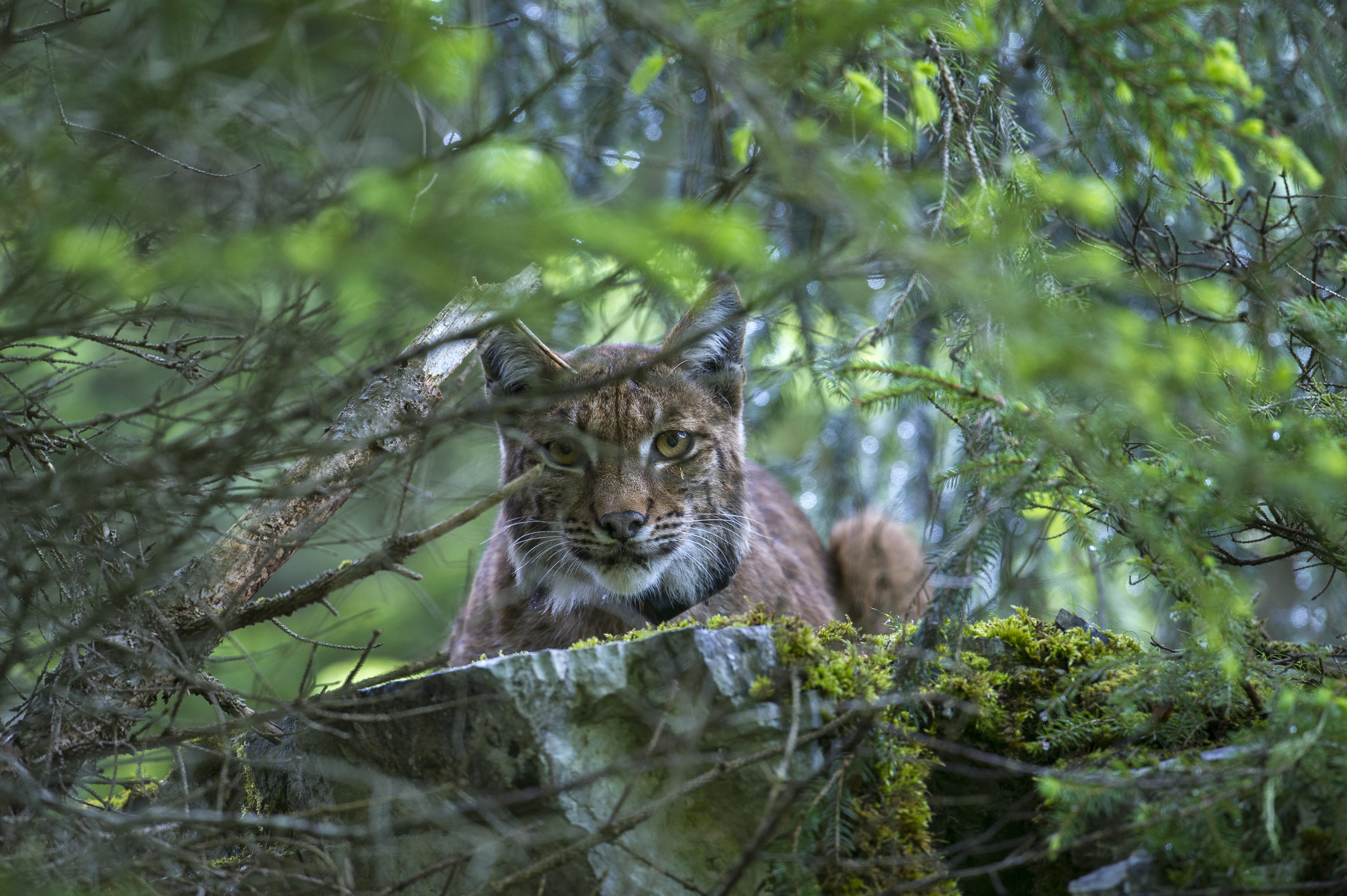 Cinéma, film Lynx