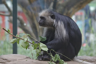 Leaf-eating Monkeys: Black-and-White Colobuses