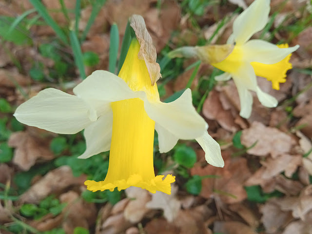 Wild Daffodil Narcissus pseudonarcissus, Indre et Loire, France. Photo by Loire Valley Time Travel.