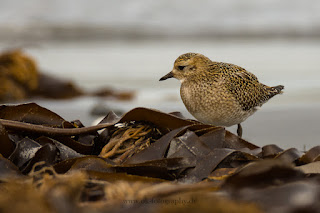 Wildlifefotografie Helgoland Düne Goldregenpfeifer