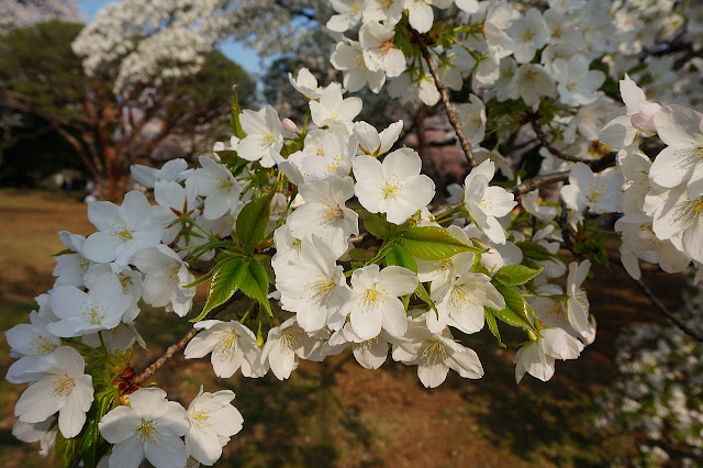 Вишня прекрасная / Вишня красивая (Prunus speciosa)