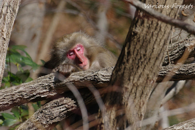 Japanese macaques in the Tanzawa Mountains,丹沢のニホンザル