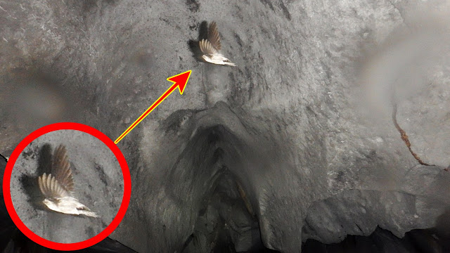 a bird flies in the dark at St. Paul Cave and Underground River also known as Puerto Princesa Underground River