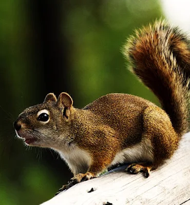 Squirrel Control Services