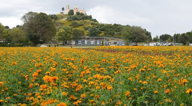 Destaca San Pedro Cholula en producción de flores de muerto en el estado