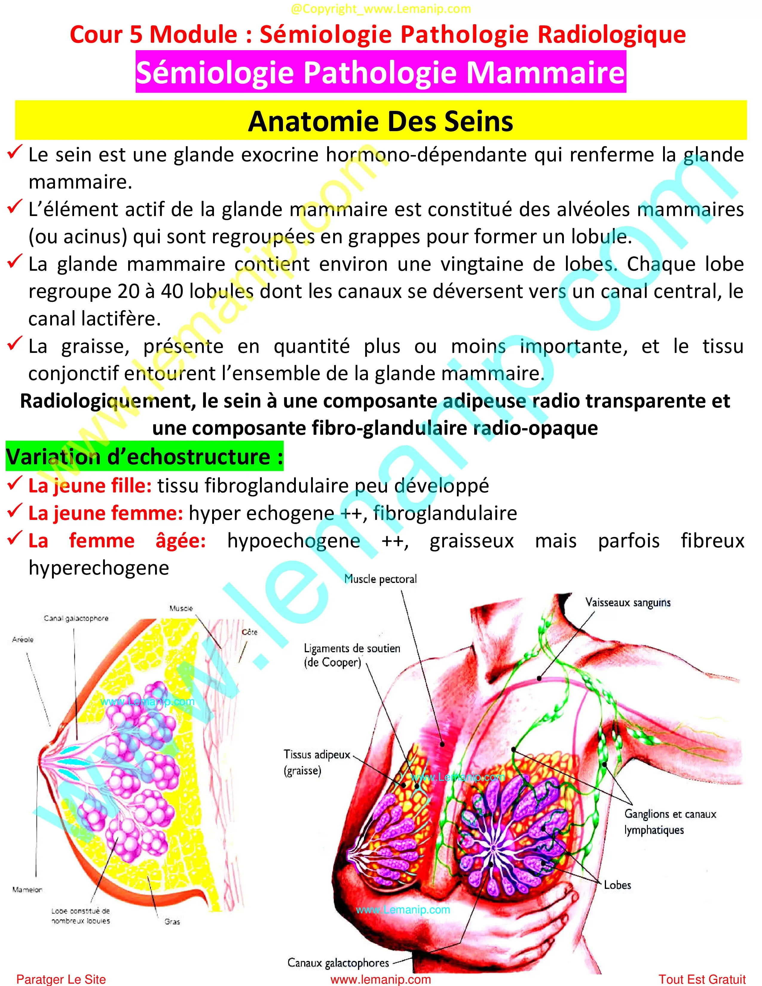 Anatomie Des Seins