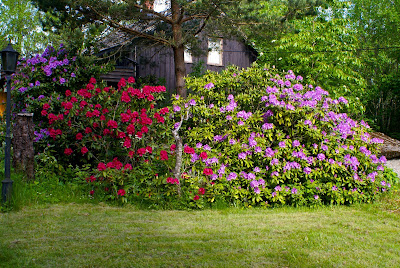 Rhododendron catawbiense - Catawba rosebay care