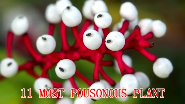 11 Most Poisonous Plants in the World