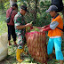 Sertu Uun M.A Babinsa Koramil 0607-08/Cikembar Laksanakan Komsos Bersama Petani Jagung