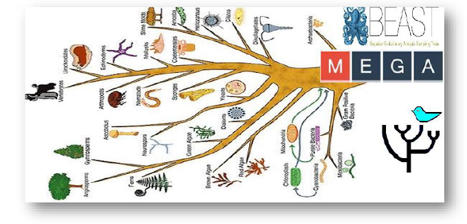 International Virtual Workshop on Molecular Phylogenetics: From Theory to Practice from 24 to 26 May 2024