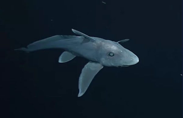 O tubarão recém-nascido foi coletado a uma profundidade de cerca de 1,2 km debaixo d'água perto da Ilha Sul. Os cientistas dizem que a descoberta aprofunda a compreensão do estágio juvenil da espécie.