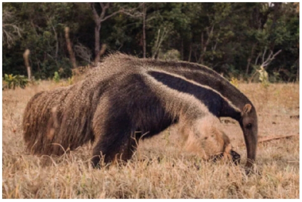 SÁ, G. Se não agirmos rápido, o tamanduá-bandeira corre o risco de ser extinto. National Geographic