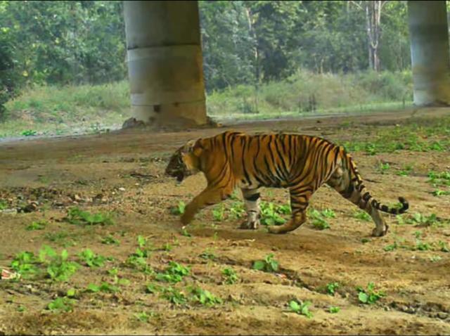 Tiger Corridor  Now Satpuda Melghat National Parks
