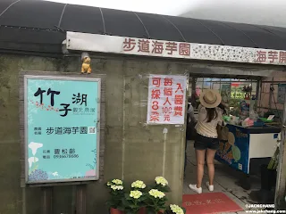Travel|2021 Taipei Yangmingshan Zhuzihu Alocasia Season, the Alocasia that will be picked by tourists?