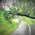 Angin Kencang Jumat Sore Kemarin, Banyak Pohon Tumbang, Tiang PLN Roboh dan Akses Jalan Cipakem Sempat Terhalang