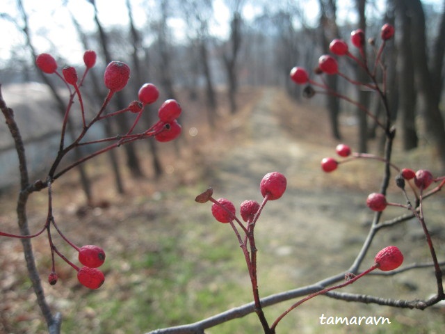 Мелкоплодник ольхолистный (Micromeles alnifolia)