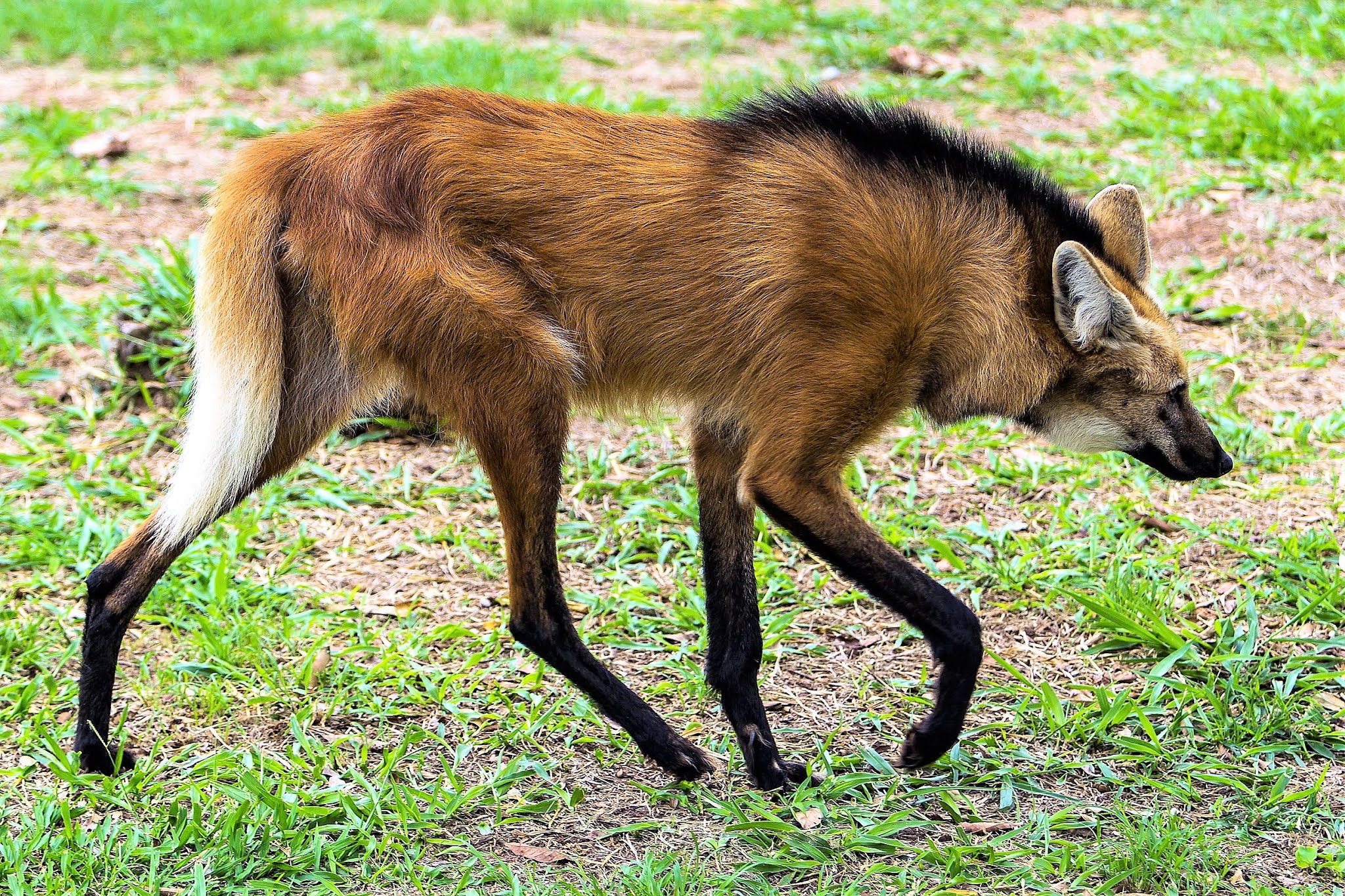 Loup à crinière - Les 10 animaux emblématiques du Brésil