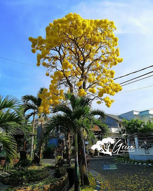 Pohon Tabebuya