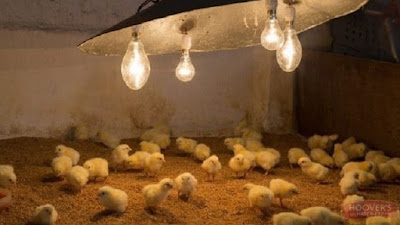 POULTRY CHICKS BROODING DURING WINTER