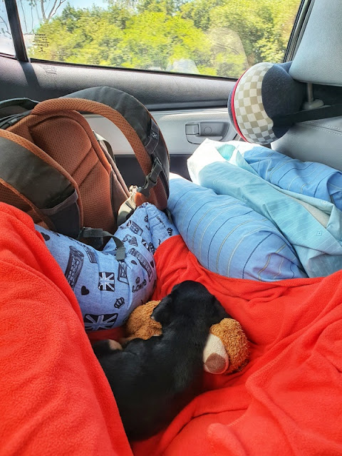 Viajar com filhote de cachorro