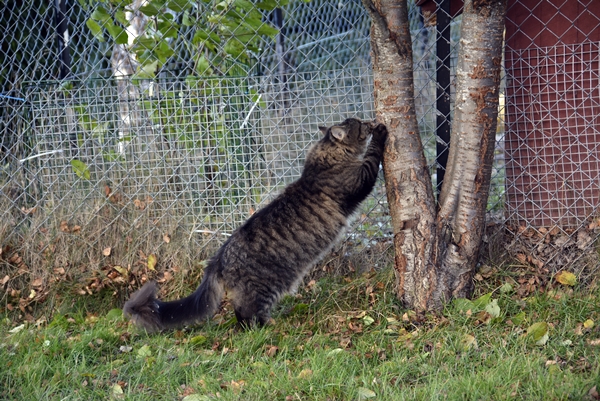 pus katt pusekatt kattepus