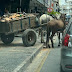 Carroças com tração animal atrapalham trânsito central de Campos