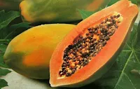 jual benih, pepaya california, buah pepaya, orange lady f1, known you seed, toko pertanian, toko online, lmga agro