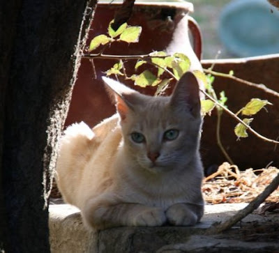 Perawatan Ras Kucing Serrade Petit