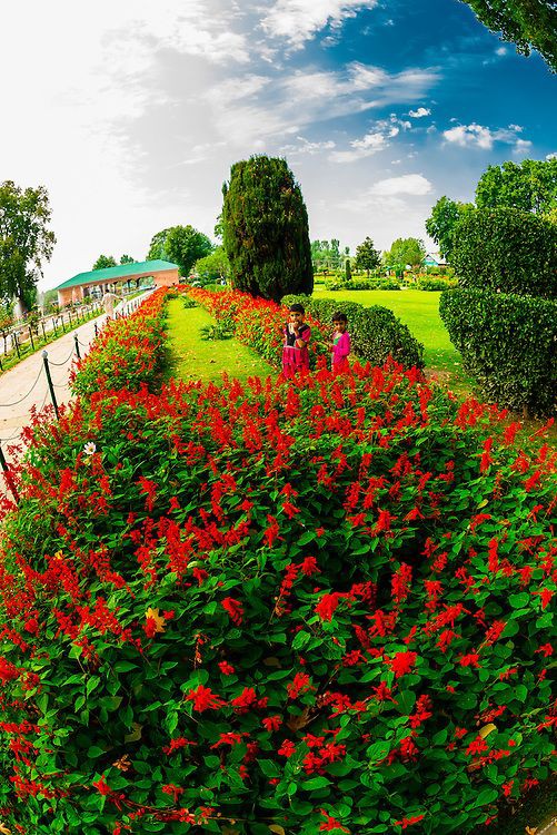 Shalimar Bagh, Jammu and Kashmir, India|Timing | Ticket Cost |Location | Near By Food | History |Architecture full details