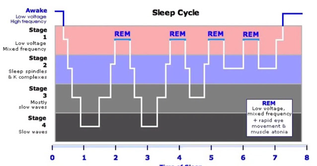 sleep cycle chart