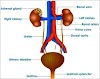 Human Excreatory System