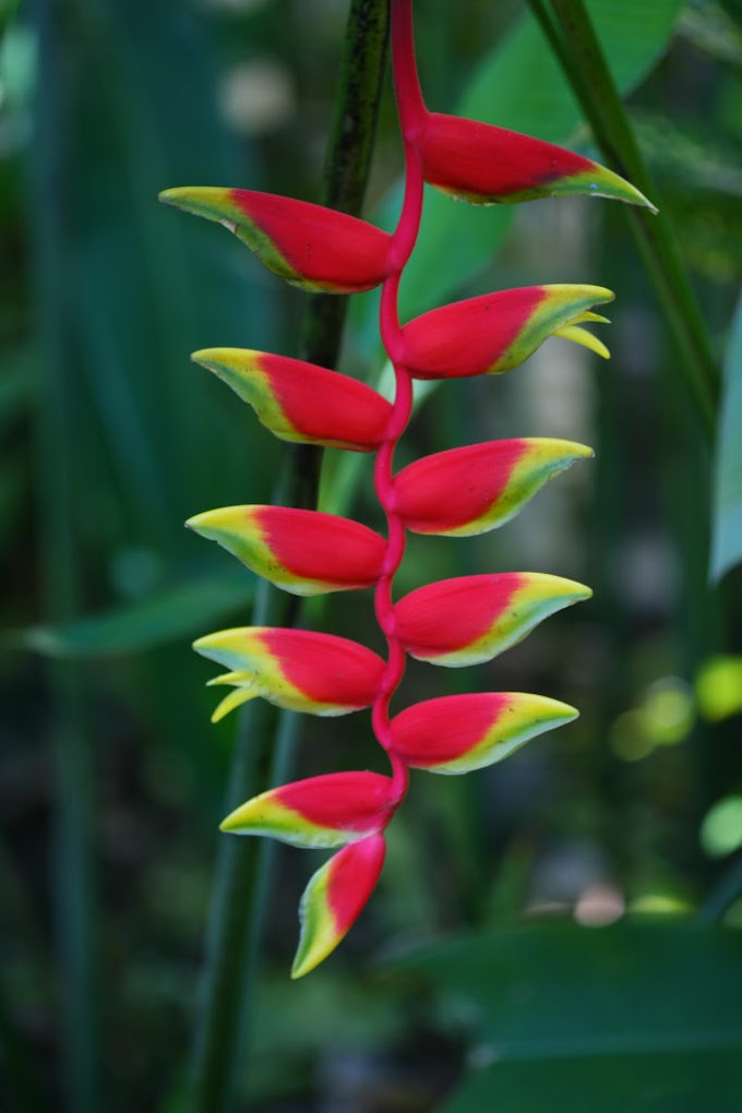 Cvijeć Helikonija (Kandža jastoga; Lažna rajska ptica)