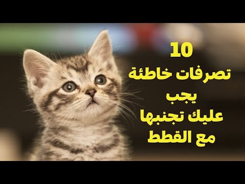 إليكم 10 أشياء لا يجب فعلها مع قطتك