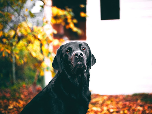 50 Labrador dog images with various poses